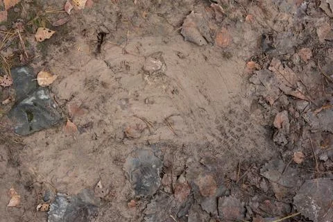 Texture of mud Stock Photos