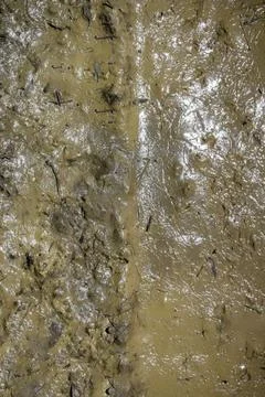 Texture of mud Texture of mud. Wet dirt. Puddle. Mud background Copyright:... Stock Photos
