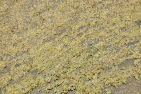 The texture of a muddy puddle with formed mud and quagmire. Stock Photos