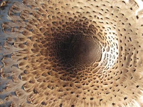 Texture of the mushroom cap, top view Stock Photos