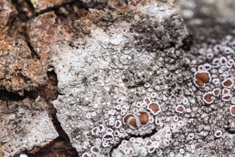 The texture of the natural bark of a tree. Macro shot. Stock Photos