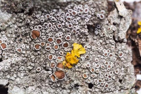 The texture of the natural bark of a tree. Macro shot. Foto stock