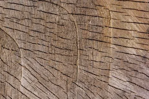 Texture from a natural cut of a tree trunk for a background Fotos Stock
