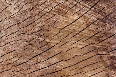 Texture from a natural cut of a tree trunk for a background Stock Photos