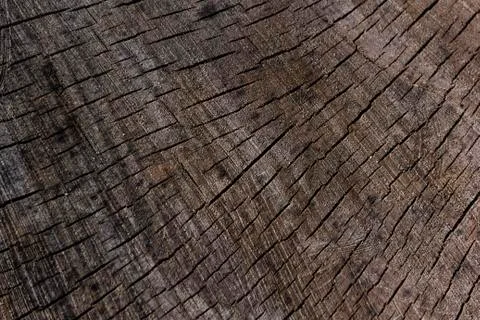 Texture from a natural cut of a tree trunk for a background Stock Photos