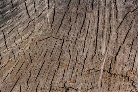Texture from a natural cut of a tree trunk for a background Stock Photos