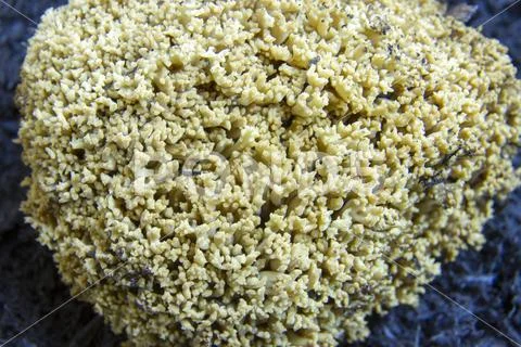 Texture of natural fungus Stock Photos