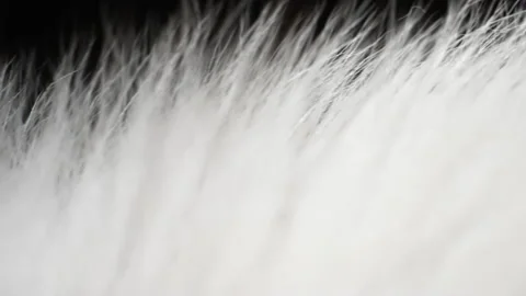 Texture of Natural Fur. The Camera Moves Through the Hairs of the White Animal Stock Footage 169022984