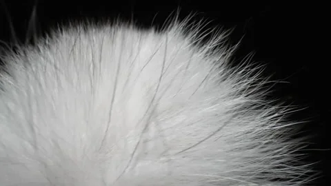 Texture of Natural Fur. The Camera Moves Through the Hairs of the White Animal Stock Footage 176876881