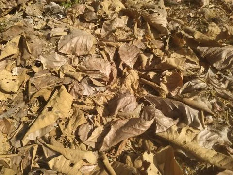 Texture from natural materials Foto stock