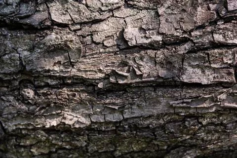 Texture of natural tree bark for background Stock Photos