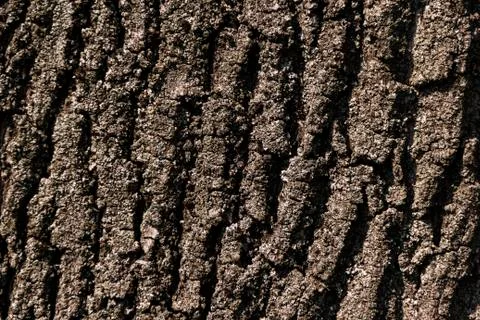Texture of natural tree bark for background Stock Photos