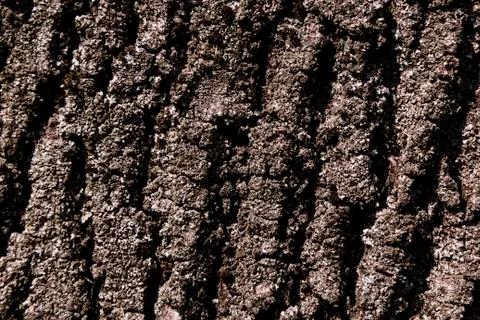 Texture of natural tree bark for background Stock Photos