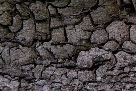 Texture of natural tree bark for background Stock Photos