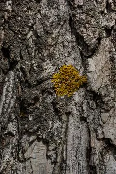 Texture of natural tree bark for background 写真素材