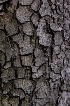 Texture of natural tree bark for background Stock Photos