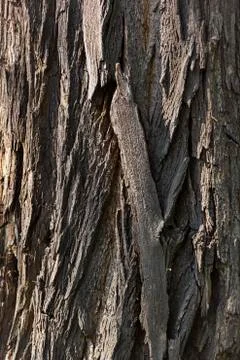 Texture of natural tree bark for background Stock Photos