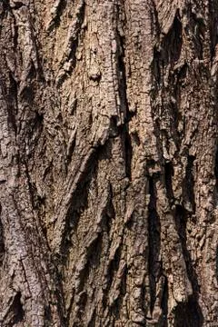 Texture of natural tree bark for background Stock Photos