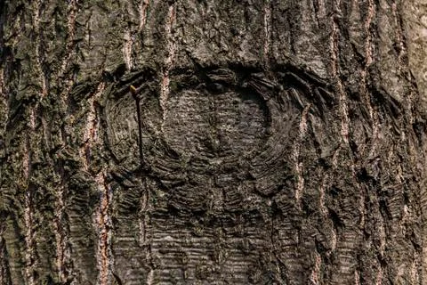 Texture of natural tree bark for background Foto stock
