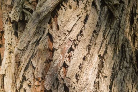 Texture of natural tree bark in brown shades Stock Photos