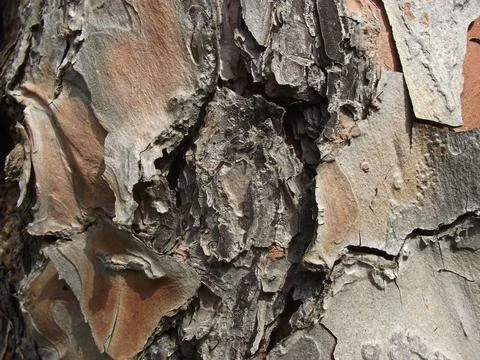 Texture of natural tree bark in brown shades Fotos Stock