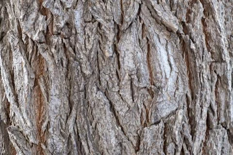 Texture of natural tree bark. Close-up. Stock Photos