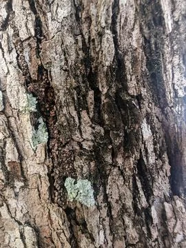 Texture of Natural Tree Bark with Green Lichen and Deep Crevices Фото