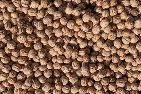 Texture of natural walnuts drying in the sun Stock Photos