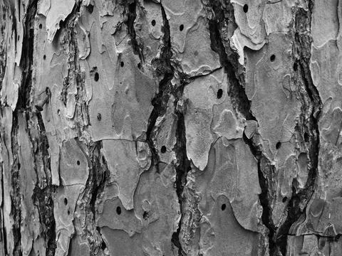 Texture of natural wood bark black and white image Stock-Fotos