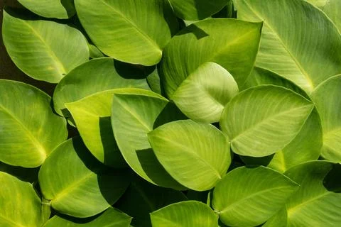 Texture of nature, leaves background in attractive green color. Stock Photos