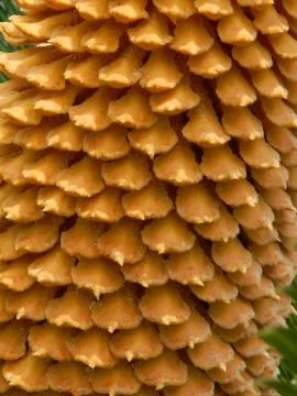 Texture nature tree flowers Stock Photos