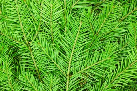 Texture of the needles Stock Photos