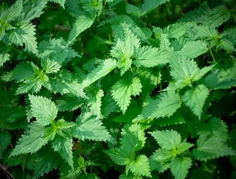 Texture of nettle green close-up . Stock Photos