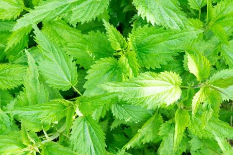 The texture of the nettle Stock Photos