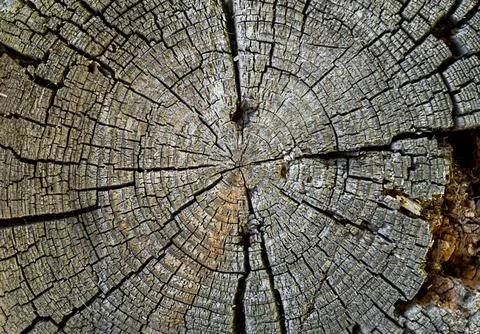 Texture of the oak stump, background top view, Round cut down tree with ann.. Stock Photos