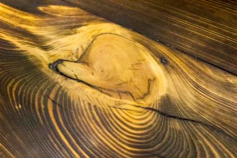 Texture of an oak tree, background Stock Photos