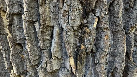Texture, Oak Tree Bark. Background. Close-up Fotos de archivo