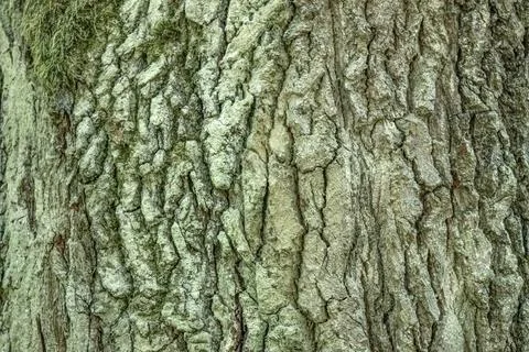 The texture of the oak tree growing in the forest. Stock Photos