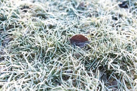 Texture og grass covered with ice Stock Photos