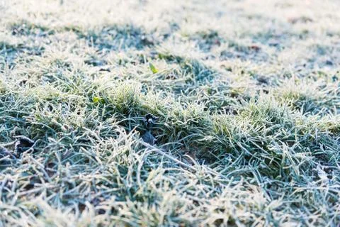 Texture og grass covered with ice Stock Photos