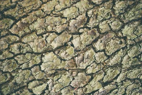 Texture of old big tree bark in deep forest. Stock Photos