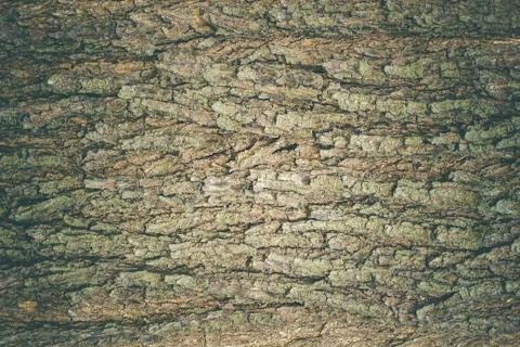 Texture of old big tree bark in deep forest. Stock Photos