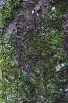 Texture of an old birch covered with moss 스톡 사진