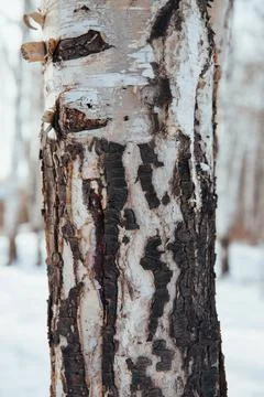 Texture of old boards, and the bark of a tree Stock Photos