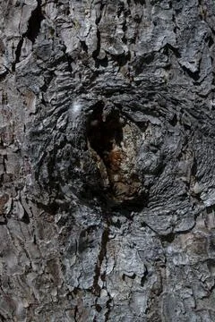 Texture of old boards, and the bark of a tree Stock Photos
