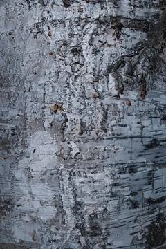 Texture of old boards, and the bark of a tree Stock Photos