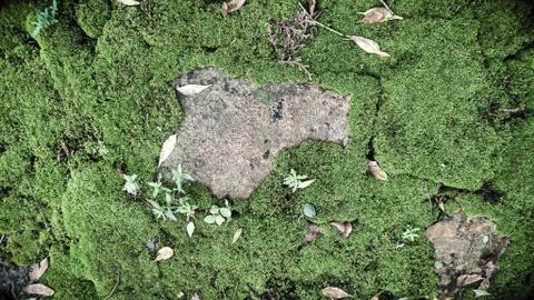 Texture of old brick with green moss Stock Photos