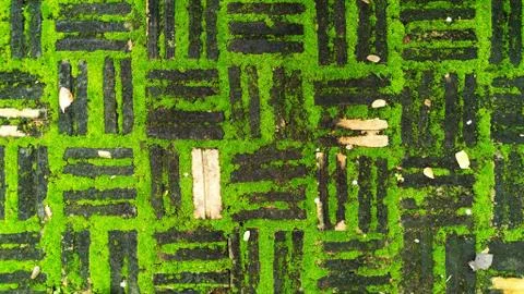 Texture of old brick with green moss Stock Photos