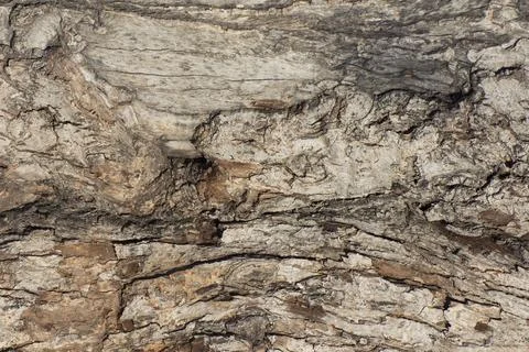 Texture of the old brown bark of a tree. Stock Photos