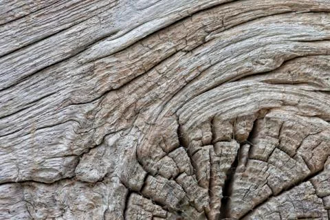 Texture of an old chestnut trunk with cracks and knot Stock Photos